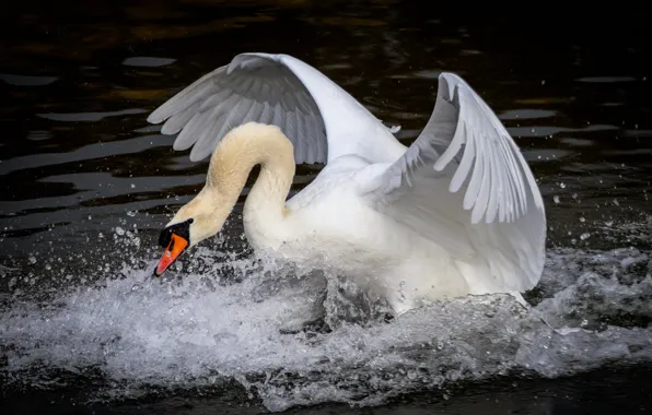 White, water, squirt, the dark background, bird, wings, feathers, Swan