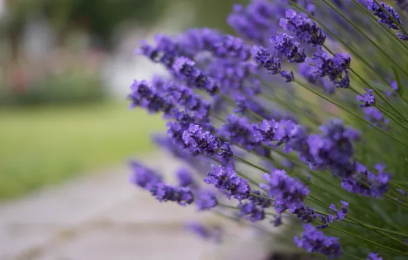 Flowers, glare, blur, lavender, lilac, lavender