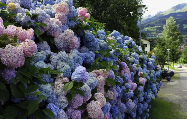 Street, the fence, the bushes, hydrangea, live