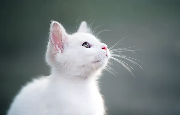 Wallpaper sweetheart, white, kitty