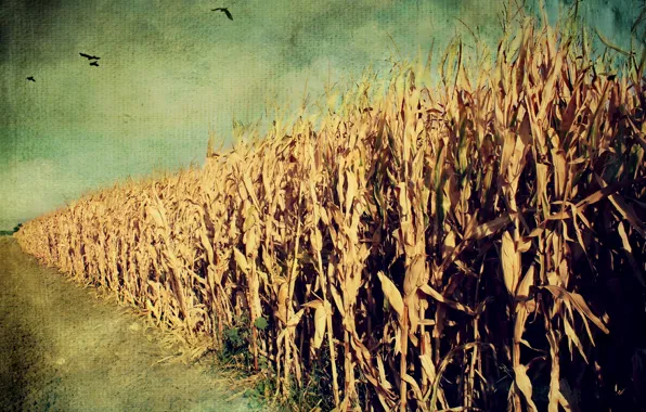 Picture style, background, corn