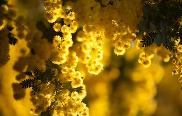 Macro, flowers, branches, yellow background