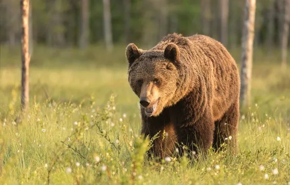 Picture grass, look, face, nature, glade, bear, walk