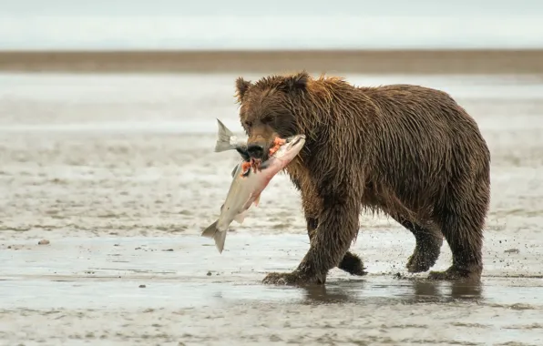 Fish, bear, mining