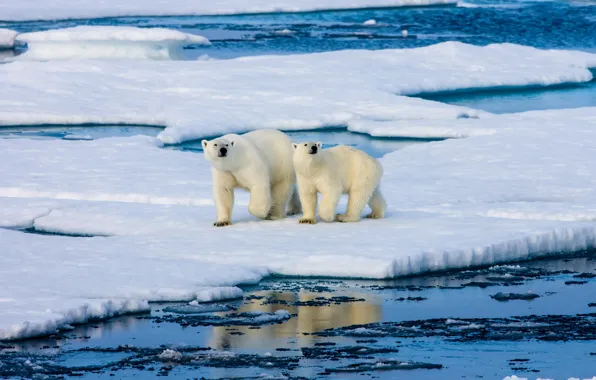 Picture ice, winter, bear, ice, polar bears
