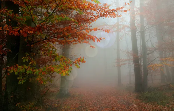 Autumn, forest, trees, branches, fog, Park, trunks, foliage