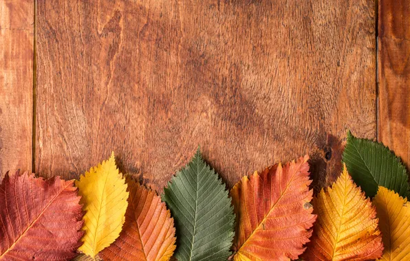Picture autumn, leaves, background, colorful, wood, autumn, leaves
