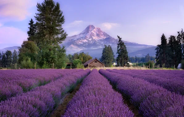 Trees, landscape, flowers, mountains, the fence, house, lavender, lavender field