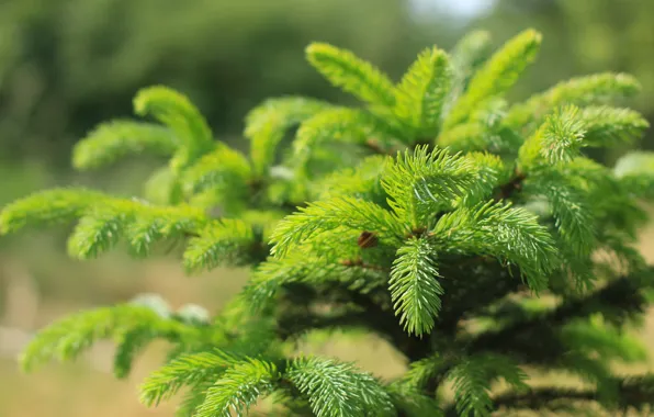 Green, forest, pine, twig