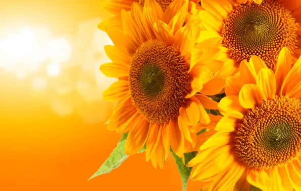 Picture sunflowers, glare, orange background