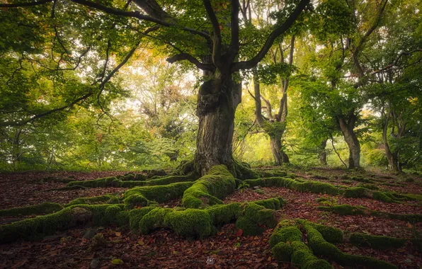 Picture forest, trees, nature, roots