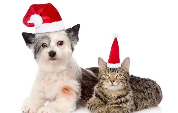 Cat, hat, dog, New year, 2018