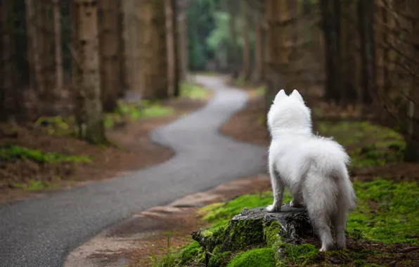 Forest, trees, nature, back, moss, stump, dog, track