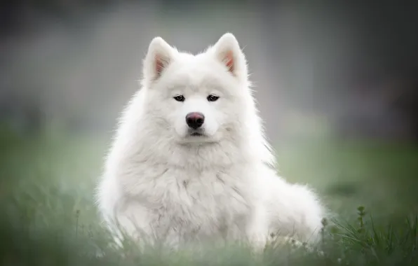 Grass, look, face, background, glade, portrait, dog, puppy
