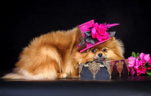 Look, background, dog