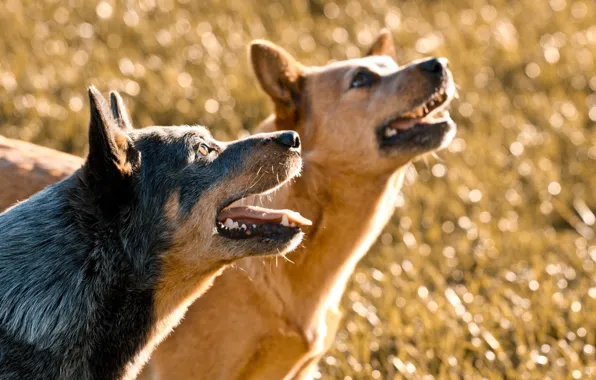Dogs, nature, background