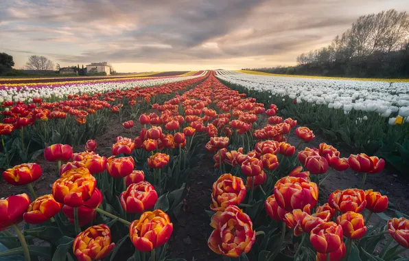 Field, clouds, flowers, spring, tulips, red, white, the ranks