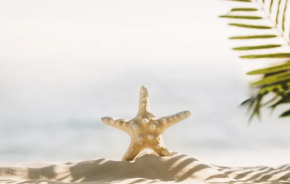 Sand, sea, beach, star, summer, beach, sea, sea