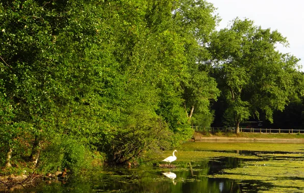 Trees, nature, pond, Park, photo, England, London