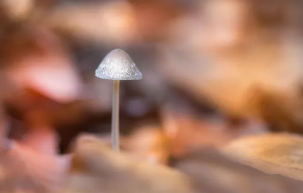 Picture nature, background, mushrooms