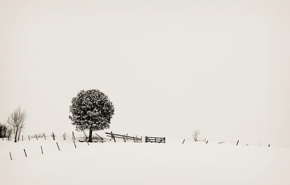 Snow, tree, minimalism, minimalism