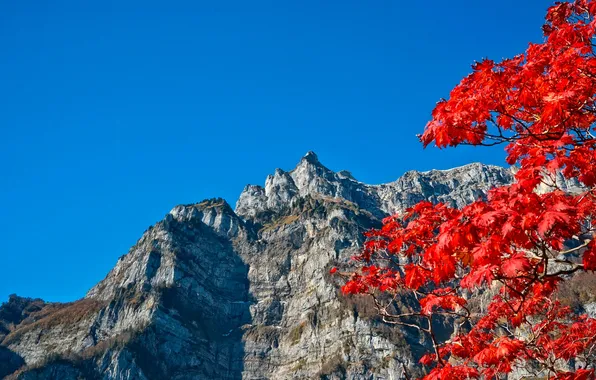 Picture autumn, the sky, leaves, mountains, branches, the crimson