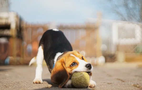 Picture the ball, dog, Beagle