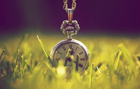 Picture greens, grass, macro, light, nature, time, watch