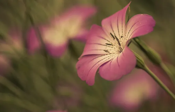 Picture flower, flowers, background, pink, widescreen, Wallpaper, blur, stem