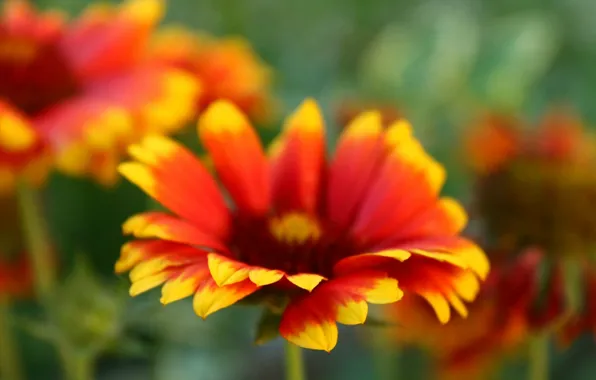 Picture macro, flowers, yellow, red, bright, background, Wallpaper, blur