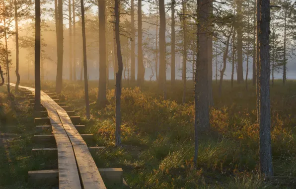 Forest, dawn, beauty, reserve, Estonia