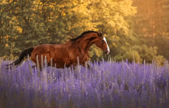 Forest, summer, light, trees, flowers, horse, glade, horse
