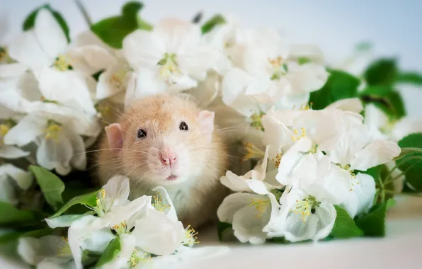 Picture flowers, muzzle, rat