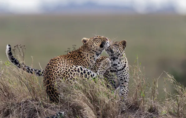 Grass, pair, leopards