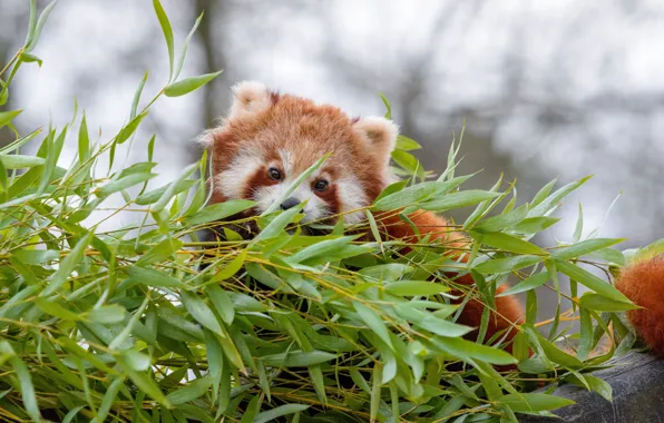 Leaves, plant, red Panda