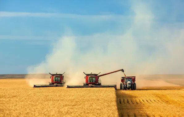 Field, the sky, harvest, cleaning, harvester