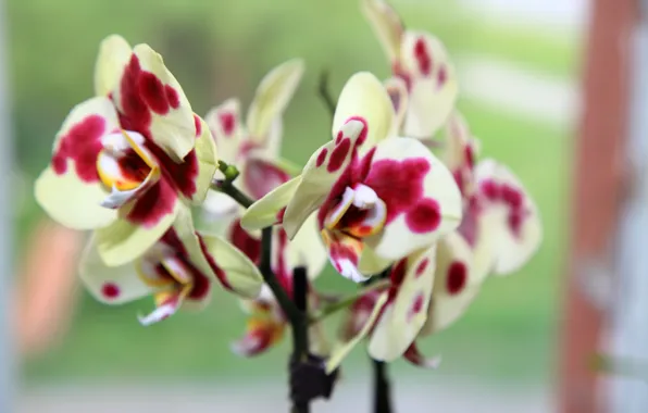 Picture Orchid, blooming, phalaenopsis