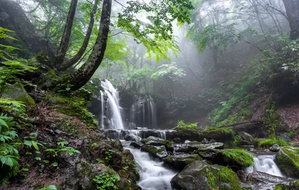 Picture forest, fog, waterfall