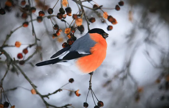Picture bird, bullfinch, twig, winter