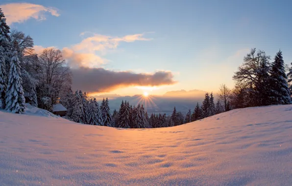 Winter, forest, the sun, light, snow, trees