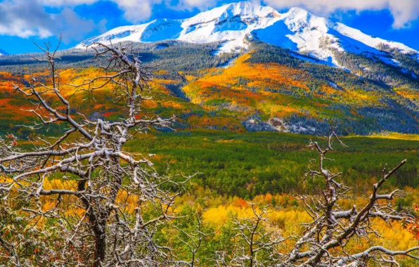 Autumn, snow, trees, mountains, Colorado, USA, Aspen