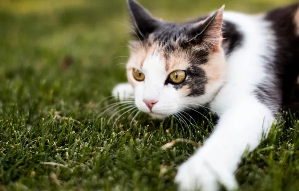 Cat, grass, cat, look, paw, muzzle