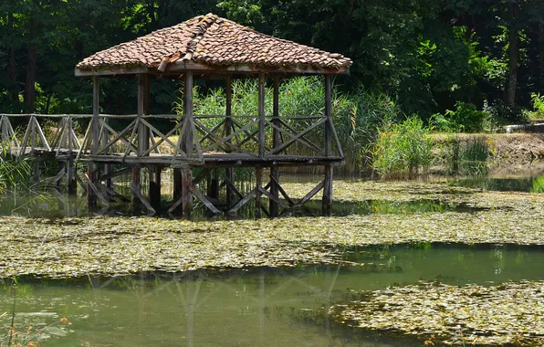 Picture forest, trees, lake, the reeds, shore, pier