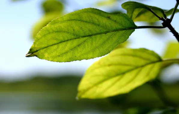 Greens, summer, freshness, nature, background, branch, Sunny day, leaves