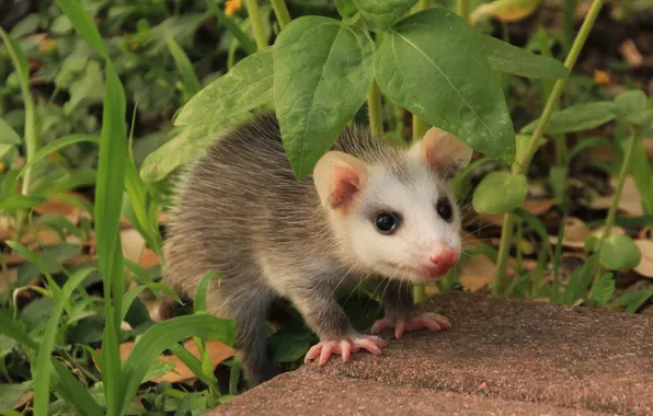 Picture grass, nature, stone, possum, zerek