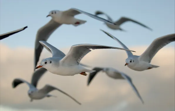 Picture flight, birds, seagulls