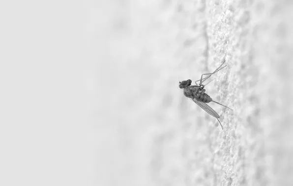 Picture White, the mosquito