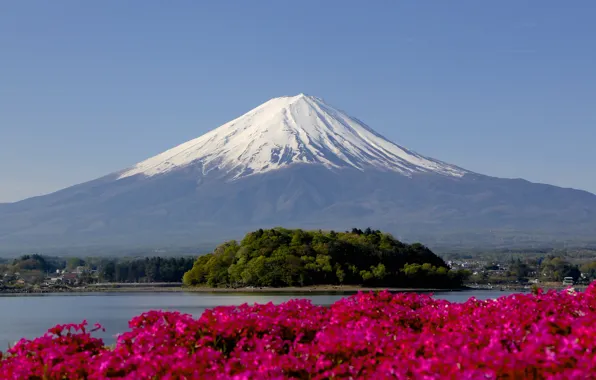 Snow, flowers, mountain, focus, peak, Fuji