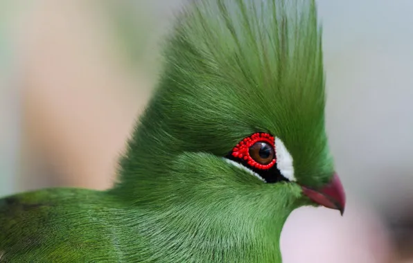Eyes, bird, feathers, beak, the Guinea turaco