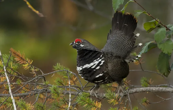 Branches, bird, Canadian spruce grouse